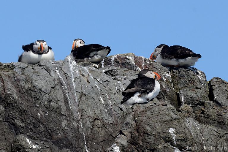 ENE-20120613-0249.jpg - [nl] Papegaaiduikers ( Fratercula arctica ) | Farne Islands, Northumberland, Engeland[en] Puffins ( Fratercula arctica ) | Farne Islands, Northumberland, England